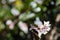 Closeup shallow focus of Daphne Perfume Princess flowering evergreen shrub with beautiful flowers