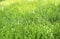 Closeup shallow focus of healthy green grass residential lawn in sunshine,