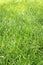 Closeup shallow focus of healthy green grass residential lawn in sunshine,