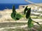 Closeup shallow focus shot of a Caper plant with Azure Window in the background in Malta