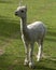 Closeup of shaved Llama in the field, Huacaya alpaca