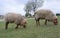 Closeup of sheep with brown face and legs grazing on a grassy field