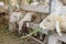 Closeup sheep in farm,thailand