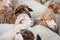 Closeup sheep wait for food from tourist in farm background