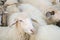 Closeup sheep wait for food from tourist in farm background