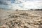 Closeup of shell beach with thousands of shells for collecting at Sanibel Island