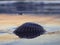 Closeup of a shell placed on the sand in the middle of the shore