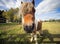 Closeup of Shetland Pony in a paddock