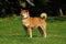 Closeup of a Shiba Inu outdoors. A breed of hunting dog from Japan.