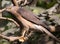 Closeup of a Shikra perched on a branch (Accipiter badius)