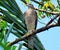 Closeup of Shikra Sparrow Hawk, female bird,