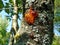 Closeup with shiny wood resin and grey moss on a tree