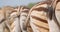 Closeup shoot from the back of group of zebras eating grass in the field in the nature in the national park