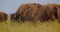 Closeup shoot of beautiful large bison eating grass in the field in the national park