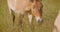 Closeup shoot of a couple of horses walking in the field in the national park