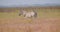 Closeup shoot of couple of playful funny zebras walking in the field in the nature in the national park