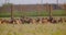 Closeup shoot of group of goats male and female standing in the field in the national park