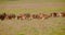 Closeup shoot of group of goats male and female standing in the green field in the national park