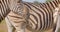 Closeup shoot of group of zebras eating grass in the field in the nature in the national park. Macro shoot of wild