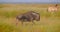 Closeup shoot of huge wildebeest walking in the field in the national park