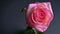 Closeup shoot ofbeautiful pink rose all the day long with the background isolated on dark