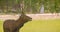 Closeup shoot of single beautiful brown deer roaring in the field in front of the camera in the national park