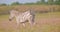 Closeup shoot of single beautiful zebra running in the field in the nature in the national park