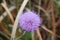Closeup Shooting of Cirsium Setosum Booming Little Purple Flower