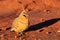 Closeup shor of a spinifex pigeon during sunset
