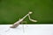 Closeup shot of aa Asian jumping mantis perched on a white wooden surface