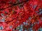 Closeup shot of acer palmatum, commonly known as red emperor maple