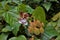 Closeup shot of achiote fruit with its flower and seeds