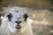 Closeup shot of an adorable alpaca on blurred background
