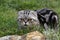 Closeup shot of an adorable angry-looking British Shorthair cat