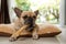 Closeup shot of an adorable brown French Bulldog chewing on a bone laying on a pillow