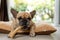Closeup shot of an adorable brown French Bulldog chewing on a bone laying on a pillow