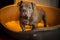 Closeup shot of an adorable brown French Bulldog in a metal bed