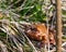 Closeup shot of an adorable brown frog perched on lush green grass in an outdoor setting