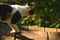 Closeup shot of an adorable calico cat outdoors