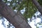 Closeup shot of an adorable chipmunk on the tree