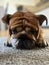 Closeup shot of an adorable English bulldog lying on the ground with its eyes closed.