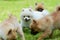 Closeup shot of an adorable fluffy white pomeranian dog surrounded by brown pomeranians