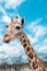 Closeup shot of an adorable giraffe against the blue sky