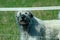 Closeup shot of an adorable Irish wolfhound dog on the green grass