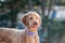 Closeup shot of an adorable Labradoodle dog looking around outdoors