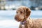 Closeup shot of an adorable Labradoodle dog looking around outdoors