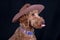 Closeup shot of an adorable Labradoodle wearing a cowboy hat