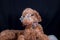 Closeup shot of an adorable Labradoodle wearing star shaped glass