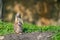 Closeup shot of an adorable marmot scurrying around in a forest