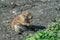 Closeup shot of an adorable marmot scurrying around in a forest